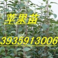 2-12公分蘋果苗 桃樹苗 蘋果苗 山楂苗 梨樹苗