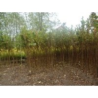 花期長(zhǎng)當(dāng)年生紫薇苗數(shù)量多品質(zhì)好包郵保成活