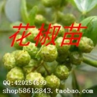 皂角苗 2年生皂角苗 大刺皂角苗大量供應(yīng)