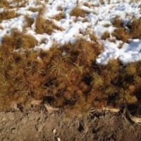 樟子松苗50-80公分 6-8萬(wàn)株