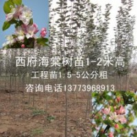 1.5米高西府海棠樹苗便宜了西府海棠苗批發(fā)