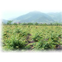 出售紫薇,紅葉石楠,海桐各類小苗