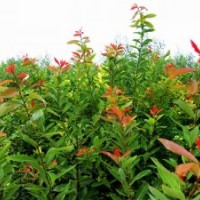 常年出售 全紅楊 紅葉柳 插條