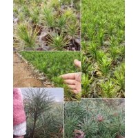 白皮松、華山松、美國藍(lán)衫