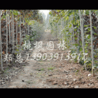 大量供應(yīng)全紅楊、華龍楊扦插段，質(zhì)量保證、！