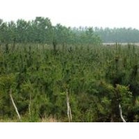 臨沂翔宇黑松苗