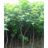 梓樹 梓樹種植 梓樹價格