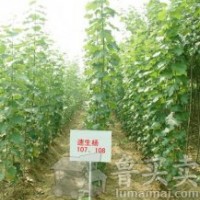 大量供應(yīng)一年107速生楊，徑1.5--2.5，大量供應(yīng)炮捻