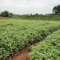 南寧央大供應(yīng)袋裝香樟苗