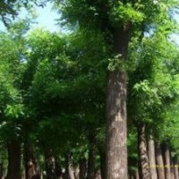 山東國槐基地特供國槐