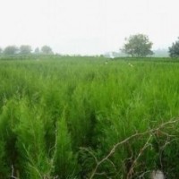 供應(yīng)20-40-60-80-100側(cè)柏苗營(yíng)養(yǎng)杯