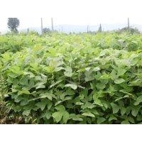 供含笑 金桂花 馬褂木 廣玉蘭 青楓 江南榿木 紅葉石楠綠化苗木