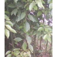 供應(yīng)油樟樹(shù)苗