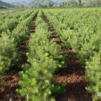 【白皮松、油松、華山松 】營養(yǎng)杯小苗