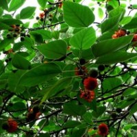 出售竹柳、構(gòu)樹