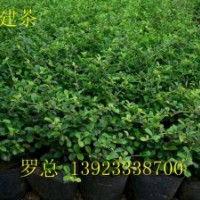 供應(yīng)各類袋苗勒杜鵑,變?nèi)~木,馬尾鐵