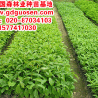 大葉紫薇—大葉紫薇小苗_廣西大葉紫薇