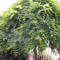 國槐，北京國槐，國槐圖片，國槐種植