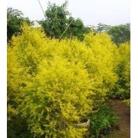 廠家直銷黃金柳，黃金柳價格，黃金柳圖片