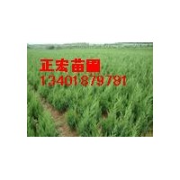 塊柏小苗蜀檜小苗塊柏工程苗蜀檜工程苗