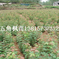 北方彩葉樹種小苗 五角楓芽苗 五角楓幼苗 專業(yè)批發(fā)