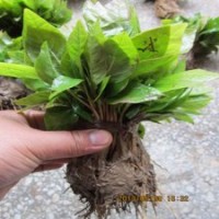 白玉蘭芽苗1000株包運費全國保鮮包成活發(fā)苗