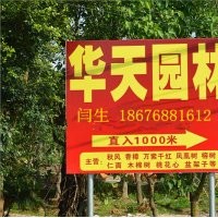 華天園林供應(yīng)各種工程綠化樹鳳凰樹, 榕樹,香樟樹