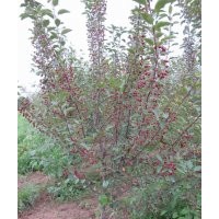 絢麗海棠、紅麗海棠、高原之火海棠