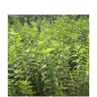 絲棉木小苗，絲棉木苗價(jià)格，絲棉木苗