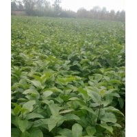 辛夷小苗，辛夷苗價(jià)格，辛夷苗