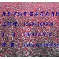 金葉復(fù)葉槭，紫葉稠李。密枝紅葉李，王族海棠，五角楓等喬灌木