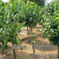 嫁接香花槐海源廠家供應(yīng)