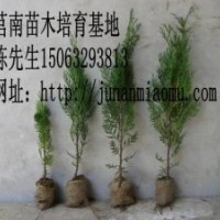 供應側(cè)柏苗木