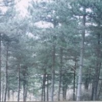 白皮松小苗油松小苗