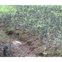 成都紅豆杉盆景，成都曼地亞紅豆杉盆景、成都紅豆杉出售