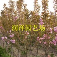 櫻花價格、櫻花基地、櫻花大樹、綠化樹