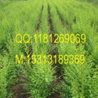 紅葉李；欒樹；大葉女貞；五角楓；國(guó)槐；絲綿木；金葉榆；七葉樹