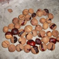 出售七葉樹種子30噸