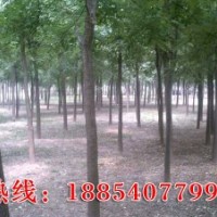 法桐2-40CM 速生楊1-40CM 白臘2-30CM 合歡5-30CM 千頭椿5-30CM皂