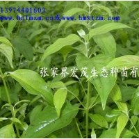 季節(jié)供應(yīng)光皮樹苗