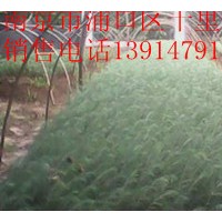 [籽播雪松][雪松苗木