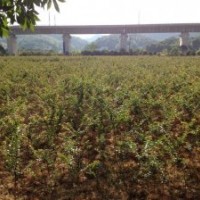 供應(yīng)長沙紫薇樹直徑2CM(單桿)