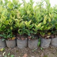 紅葉石楠 色塊苗