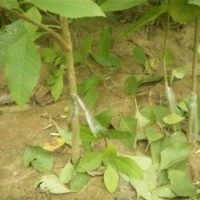 大量供應(yīng)：白蠟悶子，國槐悶子，白蠟實生苗，國槐實生苗