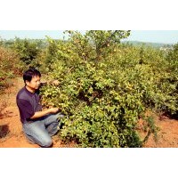 優(yōu)良無性系湘林210油茶苗