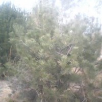 白皮松價(jià)格，白皮松