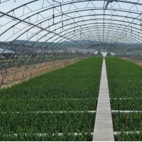 供應(yīng)曼地亞紅豆杉