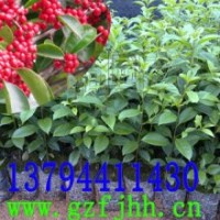 鐵冬青樹苗 鐵冬青圖片 鐵冬青價(jià)格 廣東鐵冬青