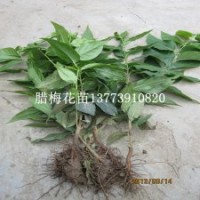 素心臘梅苗全國包運費冬季觀花苗木批發(fā)