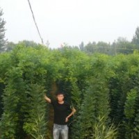 速生國槐優(yōu)質(zhì)速生國槐基地